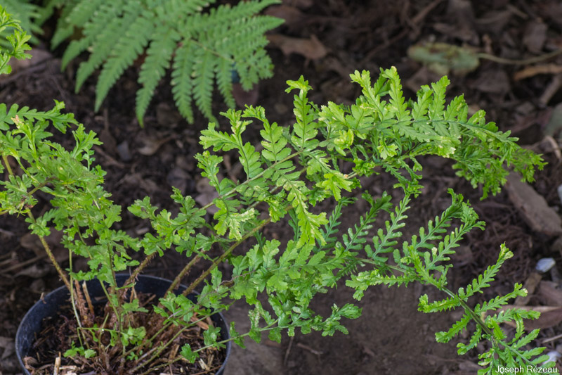 at planting under the pergola