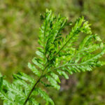 <em>Dryopteris affinis</em> 'Polydactyla Dadds' 18/05/2021