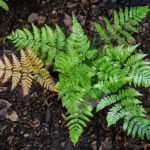 <em>Dryopteris erythrosora var. prolifica</em> 20/08/2020