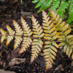 <em>Dryopteris erythrosora var. prolifica</em> 20/08/2020