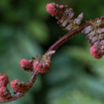 <em>Dryopteris erythrosora var. prolifica</em> 25/04/2022