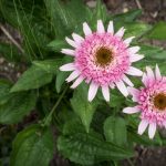 <em>Echinacea purpurea</em> 'Butterfly Kisses' 16/07/2025