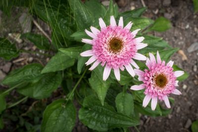 Première année de floraison