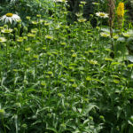 <em>Echinacea purpurea</em> JS® 'White Prairie' 01/07/2020