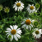 <em>Echinacea purpurea</em> JS® 'White Prairie' 01/07/2020