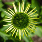 <em>Echinacea purpurea</em> JS® 'White Prairie' 02/07/2016