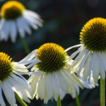 <em>Echinacea purpurea</em> JS® 'White Prairie' 11/08/2016