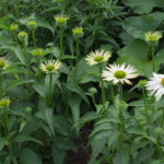 <em>Echinacea purpurea</em> JS® 'White Prairie' 12/07/2016