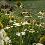 <em>Echinacea purpurea</em> JS® 'White Prairie' 18/08/2025