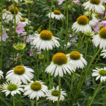 <em>Echinacea purpurea</em> JS® 'White Prairie' 19/07/2015