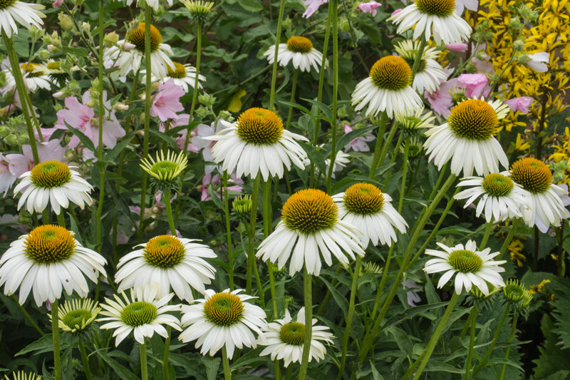 Echinacea purpurea JS® 'White Prairie' 19/07/2015