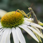 <em>Echinacea purpurea</em> JS® 'White Prairie' 26/10/2014