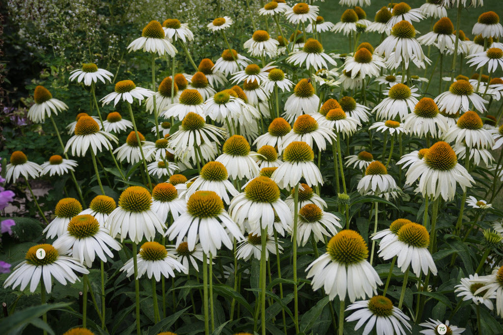 Echinacea purpurea JS® ‘White Prairie’ (22-07-2018)