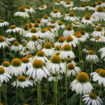 <em>Echinacea purpurea</em> JS® ‘White Prairie’ 22/07/2018