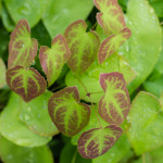 <em>Epimedium x versicolor</em> 'Sulphureum' 01/05/2015