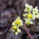 <em>Epimedium x versicolor</em> 'Sulphureum' 03/03/2021