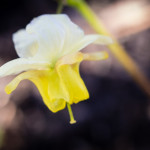 <em>Epimedium x versicolor</em> 'Sulphureum' 05/04/2015