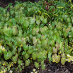 <em>Epimedium x versicolor</em> 'Sulphureum' 08/04/2021