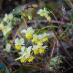 <em>Epimedium x versicolor</em> 'Sulphureum' 17/03/2019