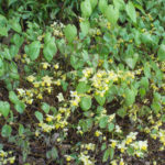 <em>Epimedium x versicolor</em> 'Sulphureum' 24/03/2022