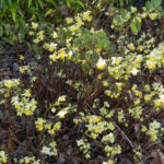 <em>Epimedium x versicolor</em> 'Sulphureum' 28/03/2021