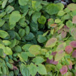 <em>Epimedium x versicolor</em> ‘Sulphureum’ 08/10/2016