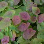 <em>Epimedium x versicolor</em> ‘Sulphureum’ 08/10/2016