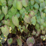 End of flowering and new spring foliage