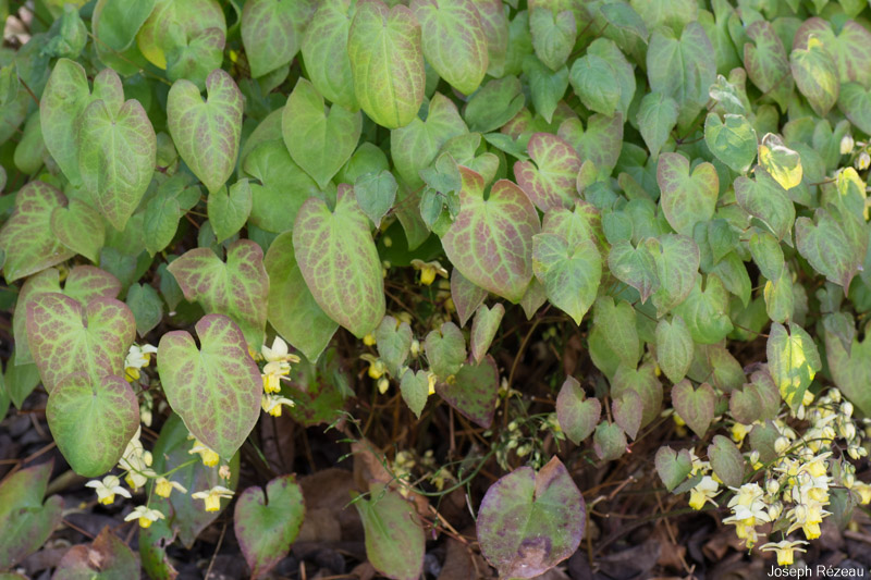 Fin de floraison et nouveau feuillage de printemps