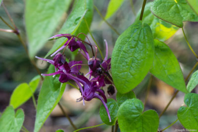 Floraison de printemps 2021