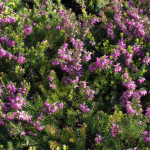 <em>Erica carnea</em> 15/04/2014