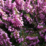 <em>Erica carnea</em> 24/03/2017