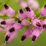 <em>Erica carnea</em> 29/03/2010