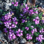 <em>Erica cinerea</em> 'Rosabella' 17/09/2020