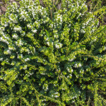 <em>Erica x darleyensis</em> 'Silberschmelze' 18/10/2015