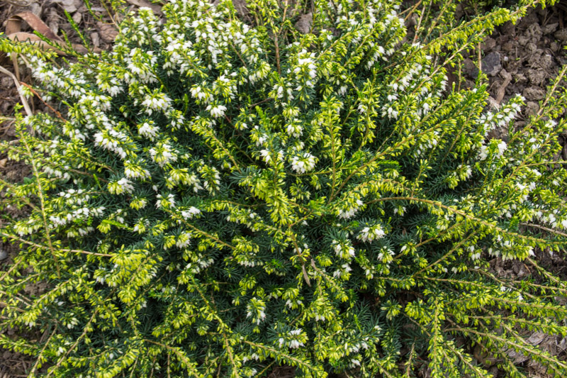 Erica x darleyensis 'Silberschmelze' 18/10/2015