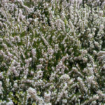 <em>Erica x darleyensis</em> 'Silberschmelze' 28/02/2017