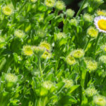 <em>Erigeron glaucus</em> 12/06/2021