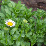 Floraison de juin (début)