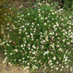 <em>Erigeron karvinskianus</em> 09/10/2016