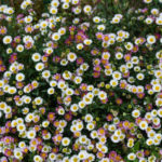 <em>Erigeron karvinskianus</em> 16/05/2019