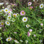 In flowers when planted