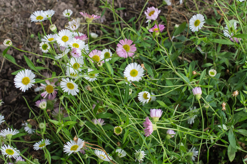 In flowers when planted