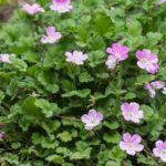 <em>Erodium × variabile</em> 'William Bishop' 12/06/2021