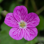 <em>Erodium × variabile</em> 'William Bishop' 12/06/2021