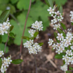 <em>Aronia arbutifoli</em>a 'Brilliant' 17/04/2017