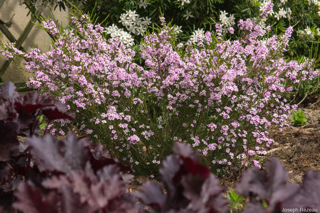 En fin de floraison, prend une coloration rose plus soutenue.