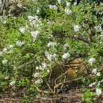 <em>Exochorda x macrantha</em> 'The Bride' 01/04/2021