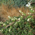 <em>Exochorda x macrantha</em> 'The Bride' 01/04/2021