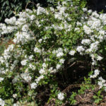 <em>Exochorda x macrantha</em> 'The Bride' 08/04/2021